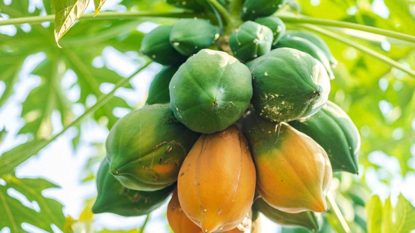 Hybrid Dwarf Papaya Seeds and Free Plant Growth Serum