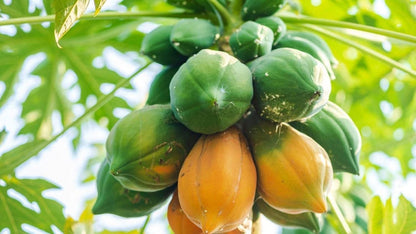 Hybrid Dwarf Papaya Seeds and Free Plant Growth Serum
