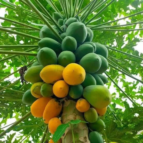 Hybrid Dwarf Papaya Seeds and Free Plant Growth Serum